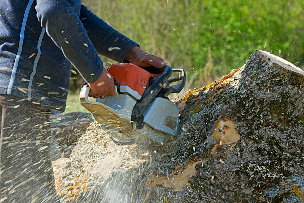 Best Tree Pruning Services  in USA